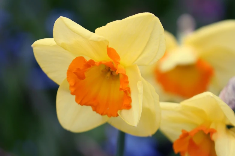 yellow and orange flowers are in a field