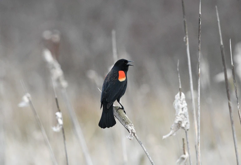 red wing black bird perched on nch in field