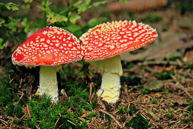 a very big red mushroom with white dots