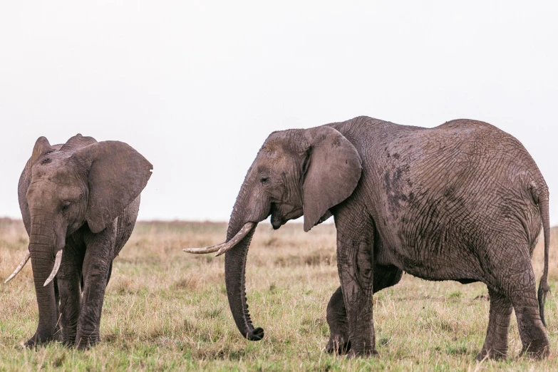 two elephants in an open grassy area with some trees