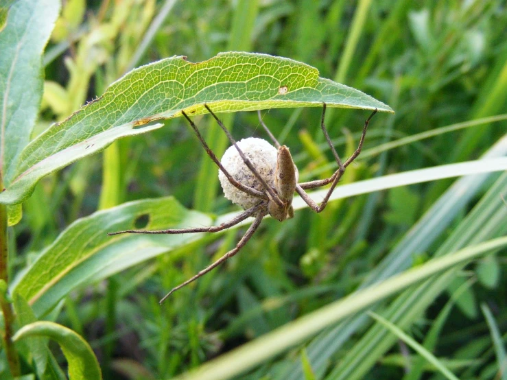 a spider on the outside of a leafy plant