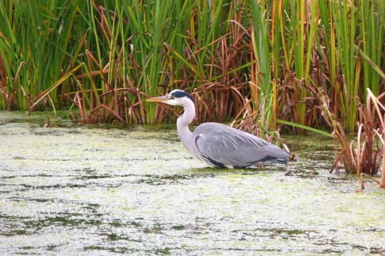 a small gray bird standing in a swampy area