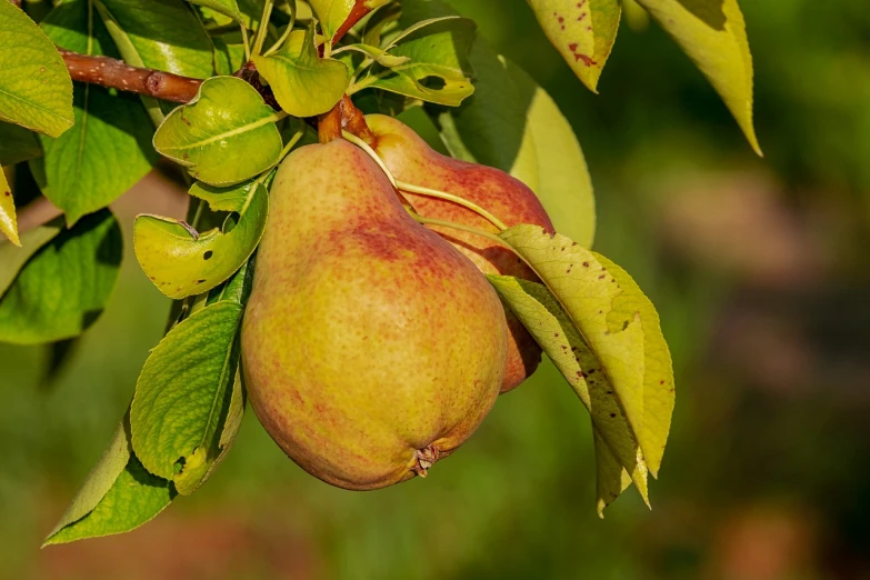 an image of some fruit on a tree