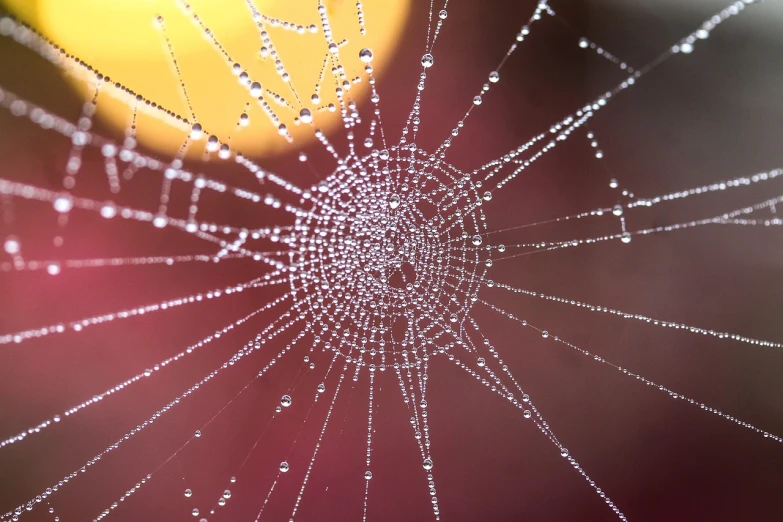 close up view of water droplets on a spider web