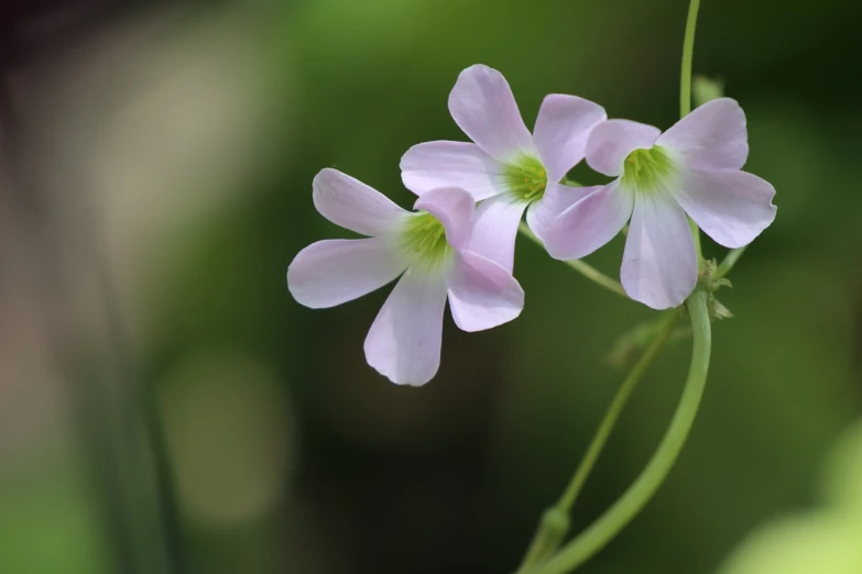 some pretty flowers are next to each other