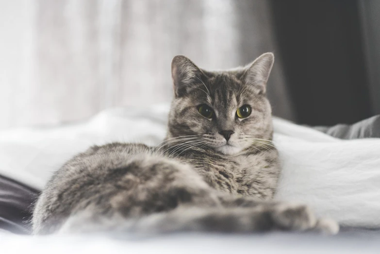 a cat laying on the bed in front of curtains