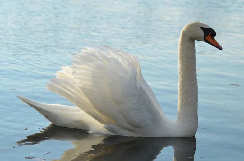 a swan with wings spread swims across water