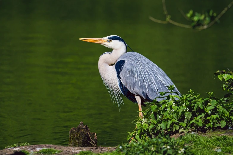 the bird is perched on the tree limb