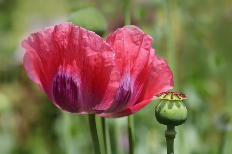 this is an image of red flowers