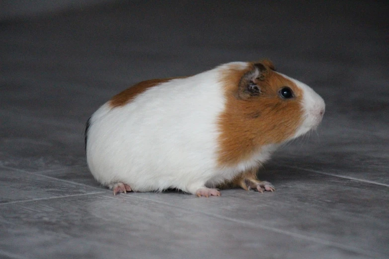 a small brown and white hamster standing on a floor