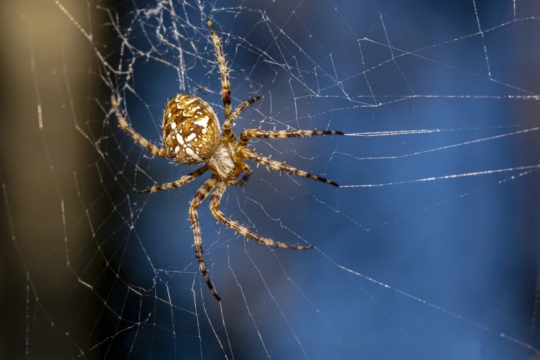 a close up view of a spider on its web