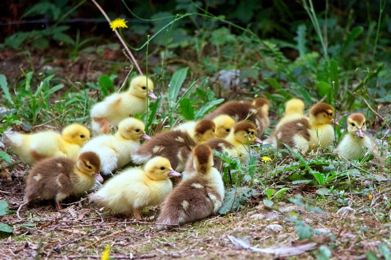 baby chicks are walking around the grass together