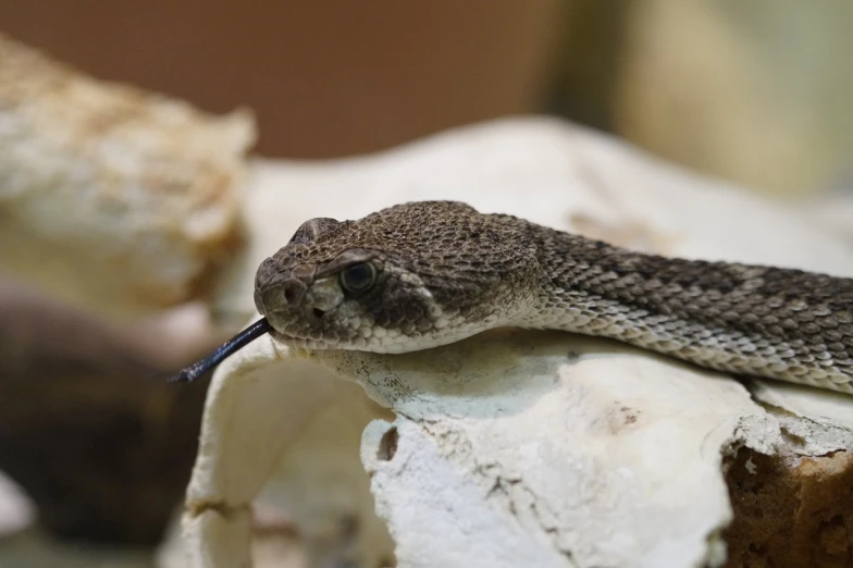 a snake is sticking out of a rock