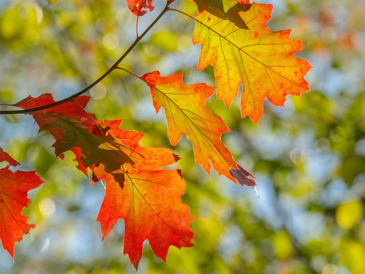 leaves of different colors of yellow, orange and red