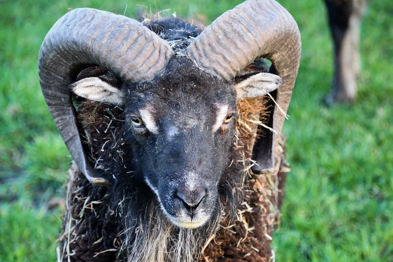 a ram standing on top of a lush green field