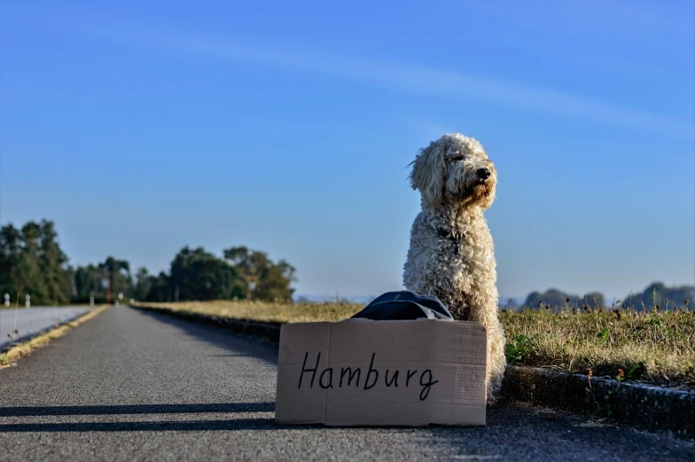 a white dog with a sign sitting in the middle of a road