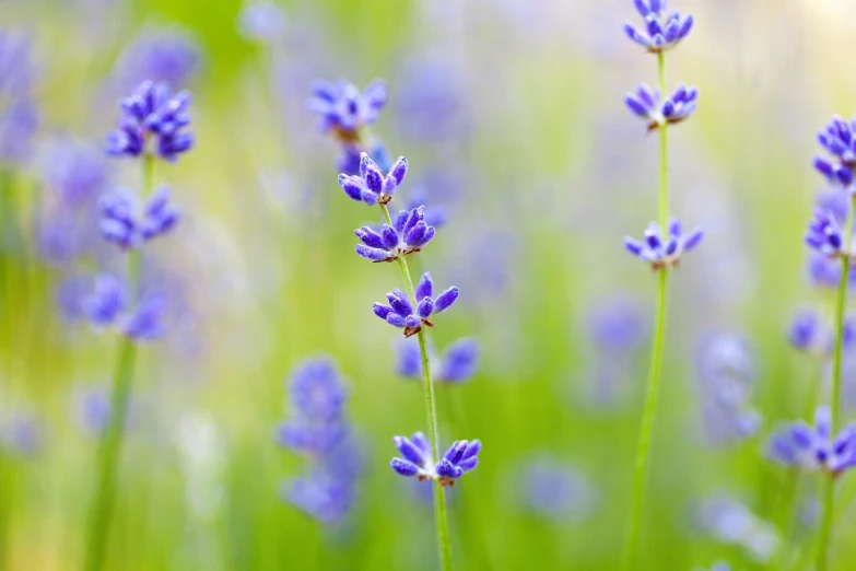 a bunch of purple lavender flowers growing on the side of a road