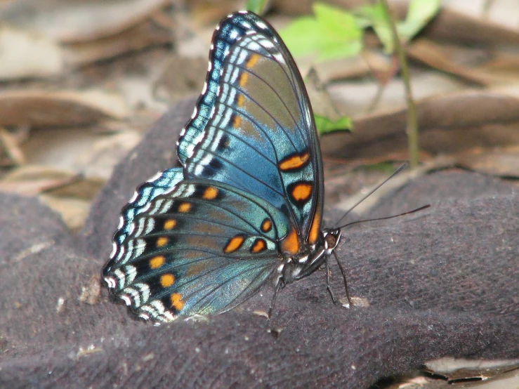 a blue and orange erfly resting on a rock