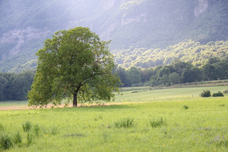 a lone tree in the middle of a field