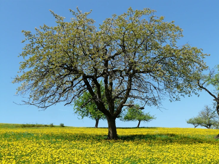 an old oak tree in a field of wildflowers