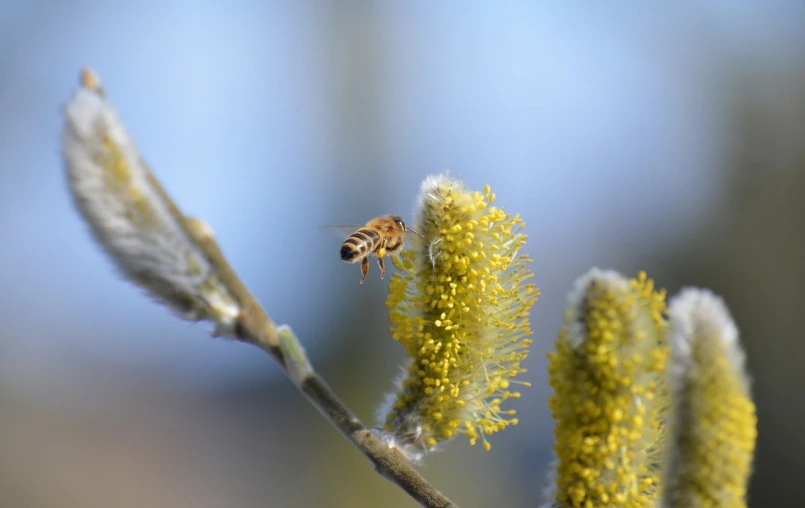 a honey bee on some nches in a tree