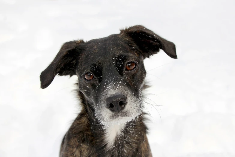 the dog is covered in snow with his nose covered