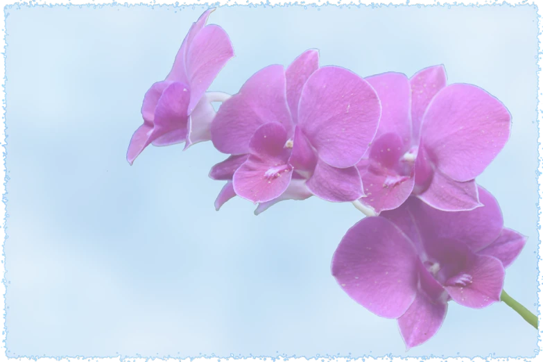 closeup view of pink orchid flowers against a blue sky