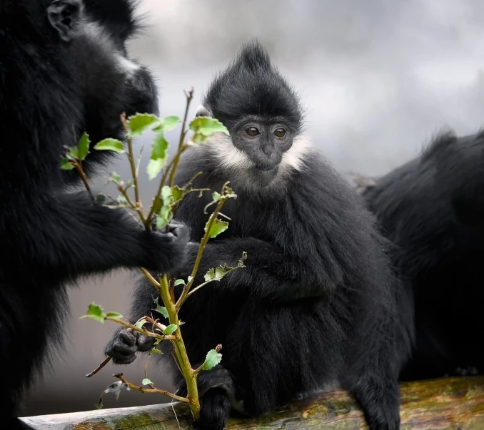 two small black monkeys are sitting on tree nches