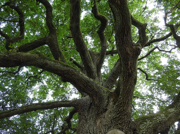 an image of there is a statue in front of the tree