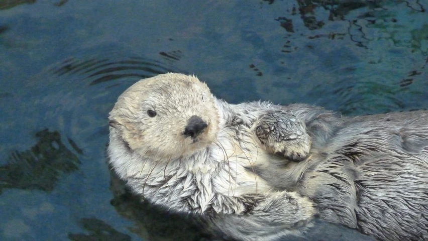 an otter swims on its back with his paws out in the water