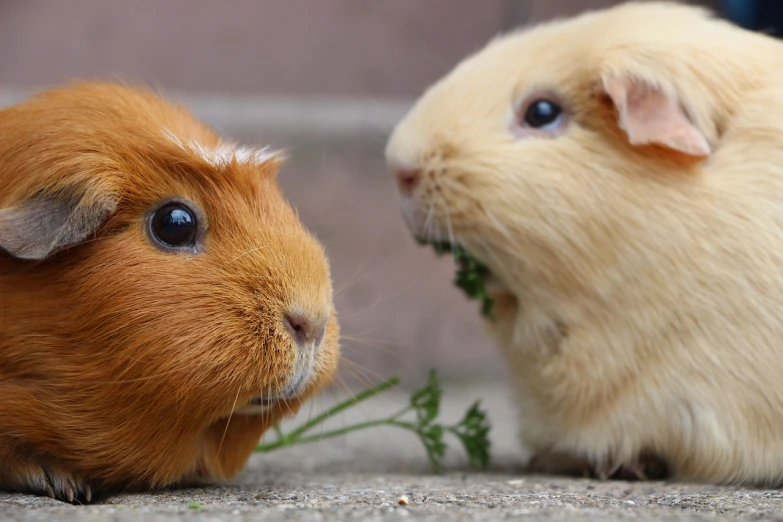 one guinea pig and the other guinea guinea guinea eating leaves