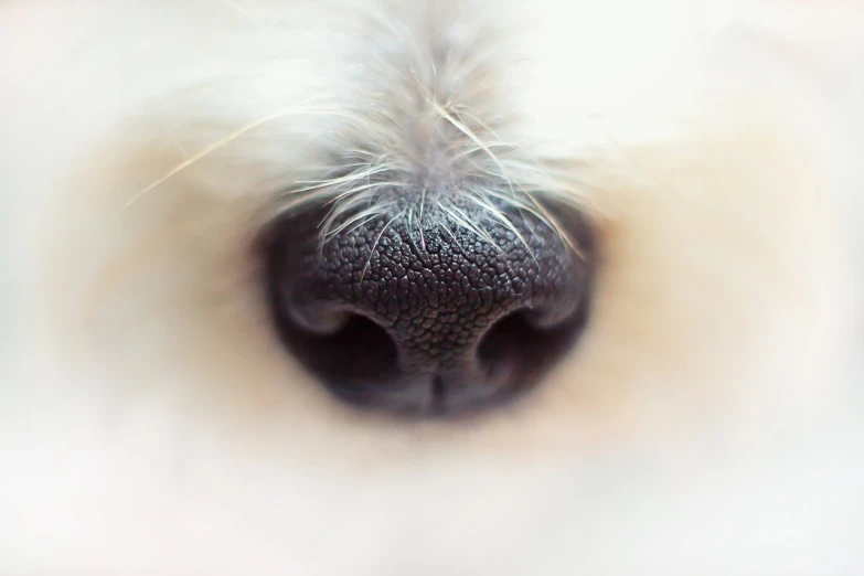 the side view of a dog's nose and muzzle