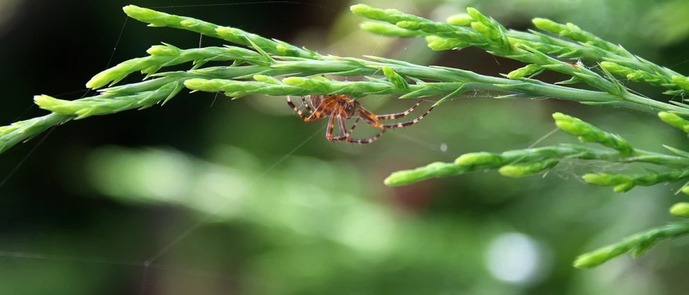 a spider weaving on a leaf covered plant