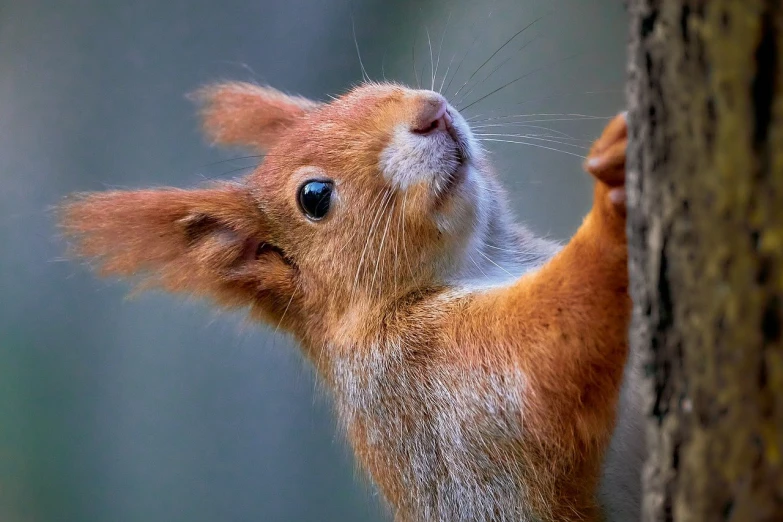 an animal that is sitting on its back legs