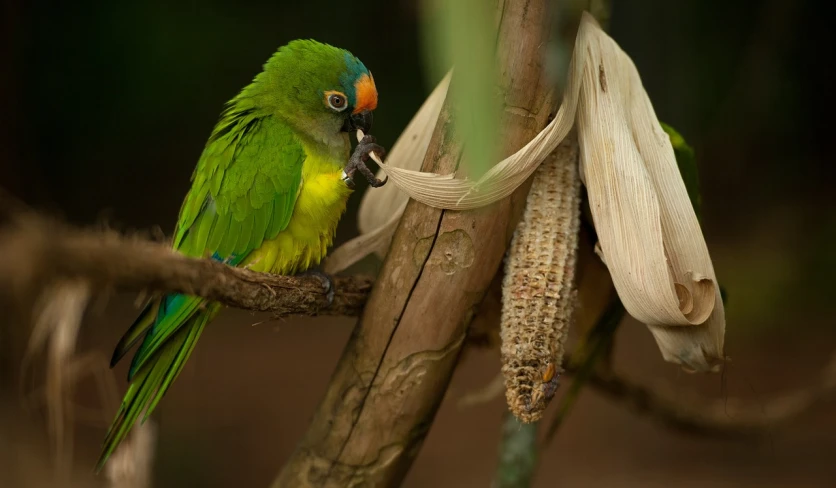 a small green bird sitting on a nch