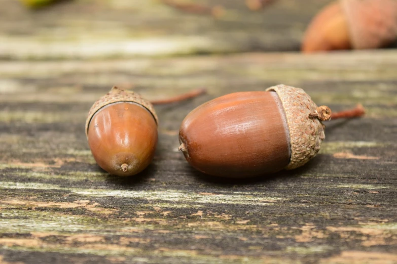 two acorns sitting on top of a wooden table