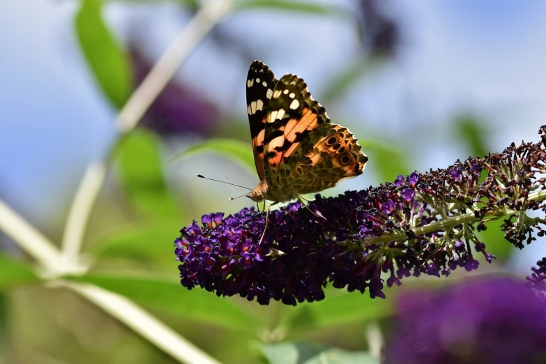 a small erfly sits on purple flowers