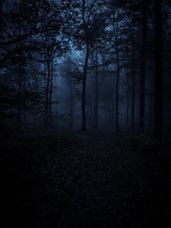 a dark forest with a bright light behind it