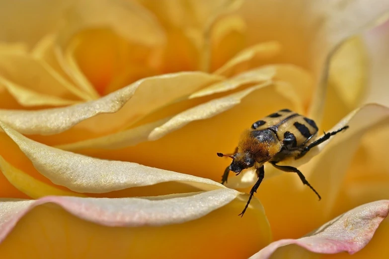 a bee sits on top of a flower