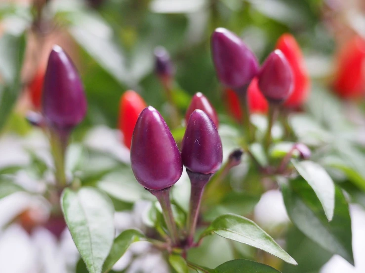 several purple flowers with green leaves and red buds