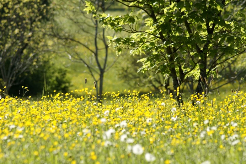 a field filled with lots of yellow flowers next to trees
