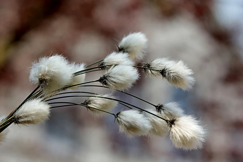 a picture of some wildflowers that are out in the wind