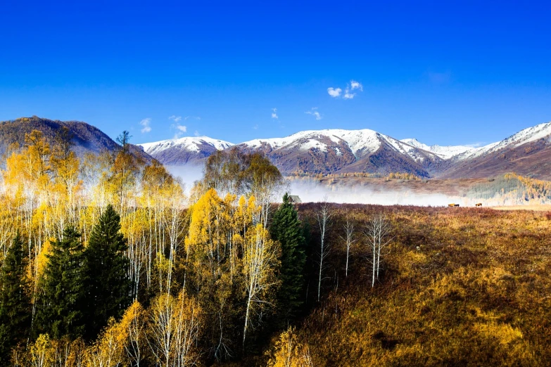 mist covers the mountains near some trees