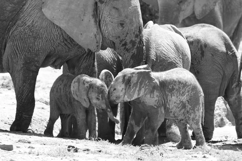 several elephants walking close to each other with their baby