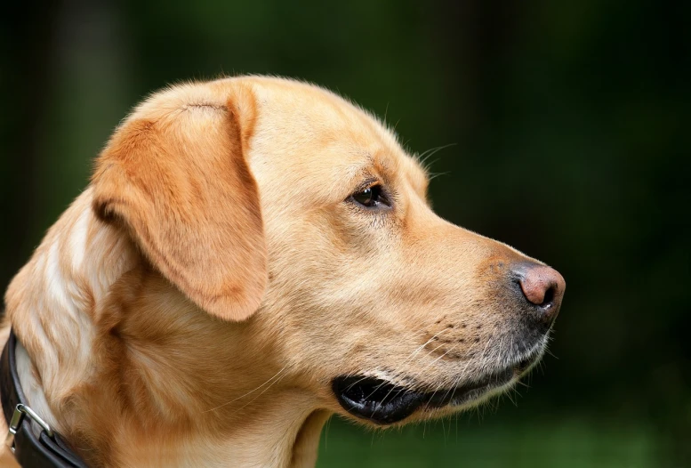 dog with collar looking out to forest