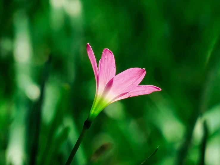 a single flower with green foliage in the background