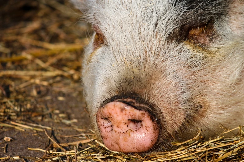 a small pig's head sticking out from a pile of hay