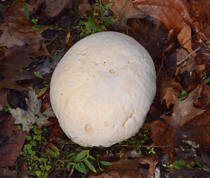 a mushroom that is sitting on the ground