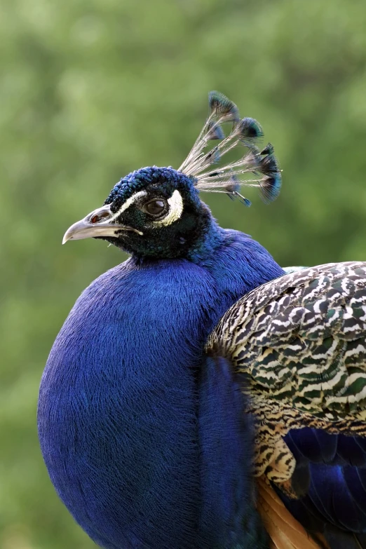 the blue and green bird has a long tail