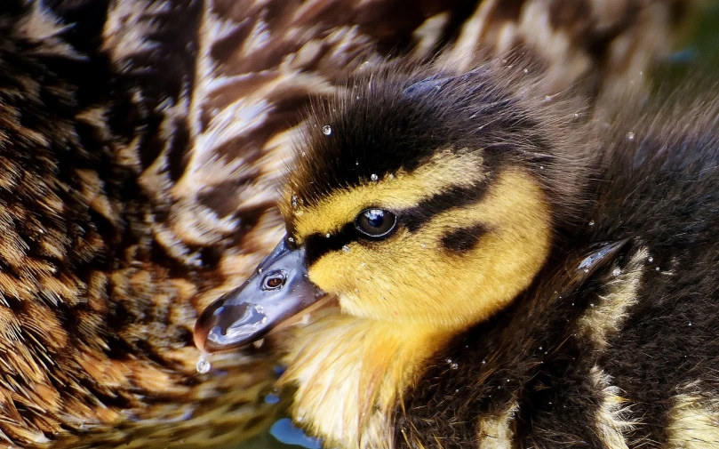 a couple of yellow and brown ducklings with blue water